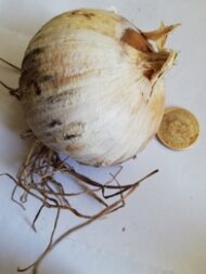 Elefanthvidløg "allium Ampeloprasum" - Billede 2