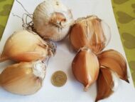 Elefanthvidløg "allium Ampeloprasum"