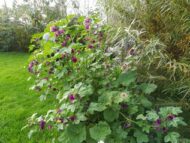 Katost "Malva Sylvestris" NY PRIS, NY PRIS Nu kun 12,- - Billede 2