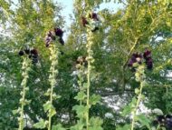 Stokrose "Nigra" - Billede 3