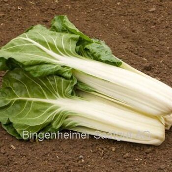 Bladbede "Glatter Silber" (Økologiske/Demeter frø)