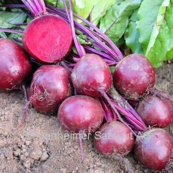 Rødbede "Robuschka" (økologiske demeter frø)