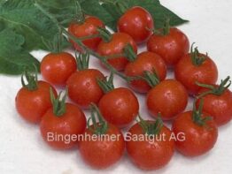 G427_10 tomat zuckertraube