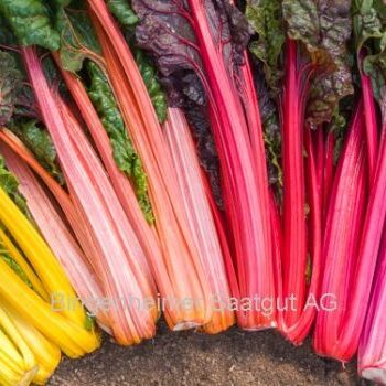 Bladbede "Rainbow Chard" (Økologiske/Demeter frø)