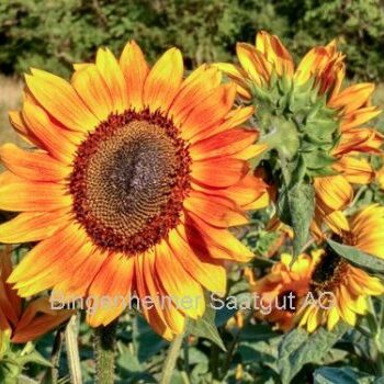 Solsikke "La Torre"(Helianthus annuus) Økologiske/Demeterfrø