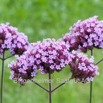 Kæmpe Verbena (Verbena Bonariensis) økologiske/demeter frø