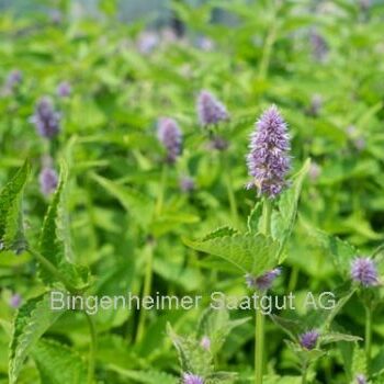Anis-Isop (Agastache anisata) økologiske frø