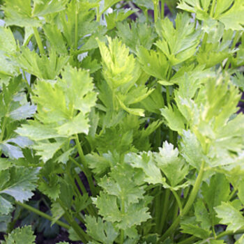 Løvstikke (Levisticum officinale) økologiske/demeter frø