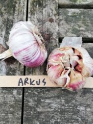 Arkus 1