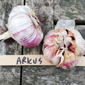 Arkus 1