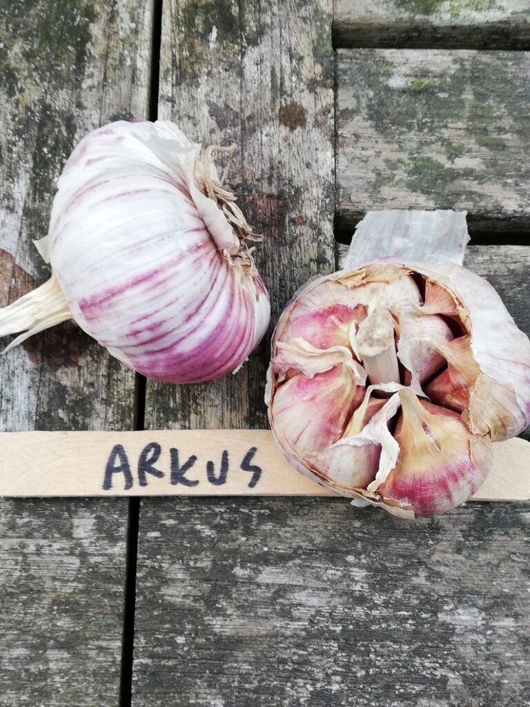 Arkus 1