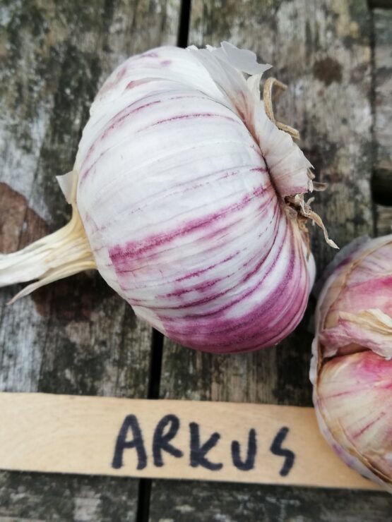 Arkus 2