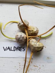 valdres 45