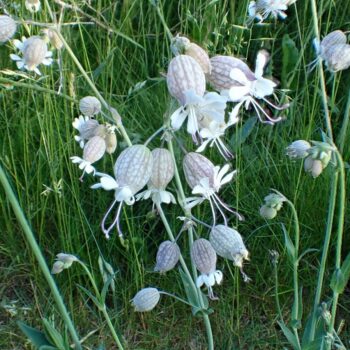 "Blæresmælde" (Silene vulgaris) "Vilde danske frø"