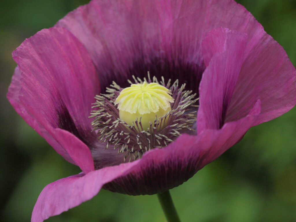 Opium Valmue