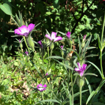 Klinte (Agrostemma Githago) Økologiske/Demeterfrø