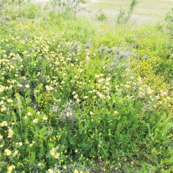 Rundbælg (Anthyllis vulnearia) "Nordjyske vilde frø"