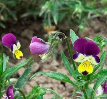 viola tricolor