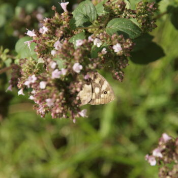 Almindelig Meriam (Origanum Vulgare)Hjemmehørende