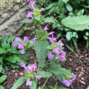 Almindelig Hanekro (Galeopsis tetrahit) "Nordjyske vilde frø"