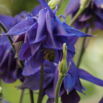 Akeleje, Blå" Aquilegia Vulgaris" (Nordjyske frø)