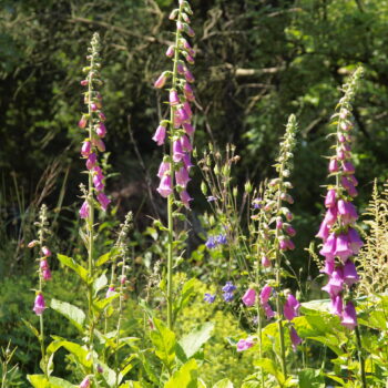 Digitalis