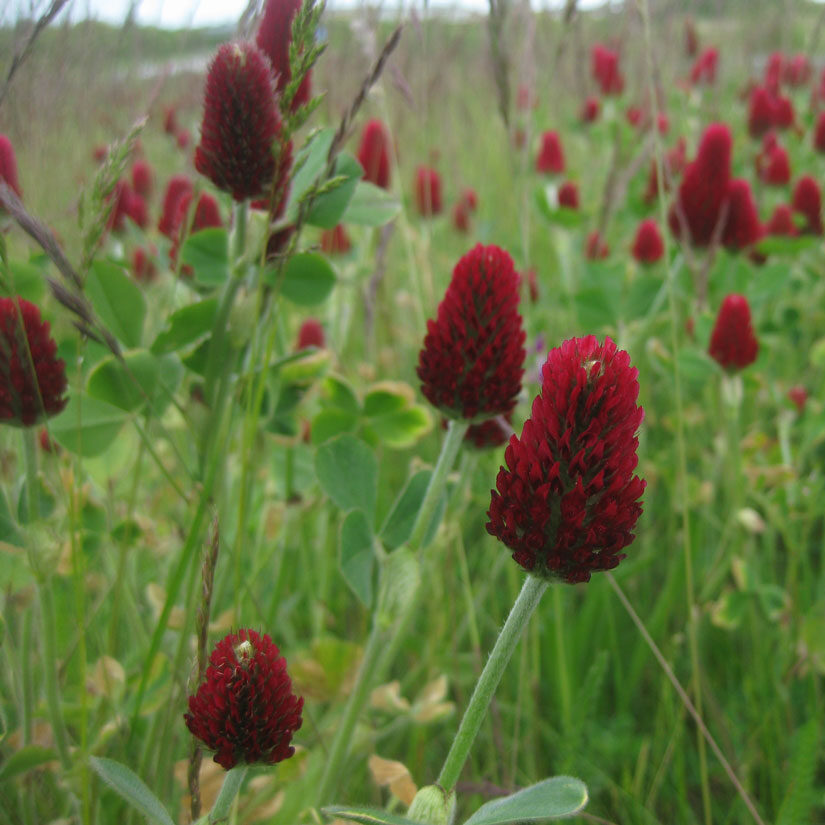 blodkløver blodkløver