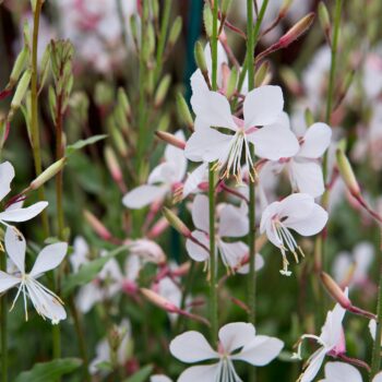 Praktkerte "Gaura Lindheimi" (Økologiske/Demeter frø)