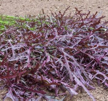 Salat-sennep Rouge metis