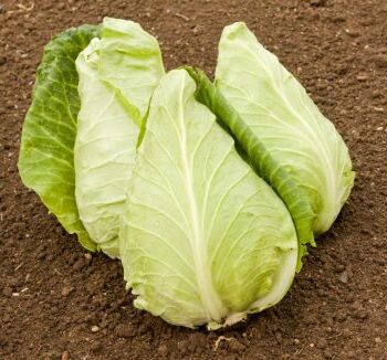 Spidskål Erstling