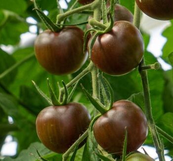 Tomat Black Cherry