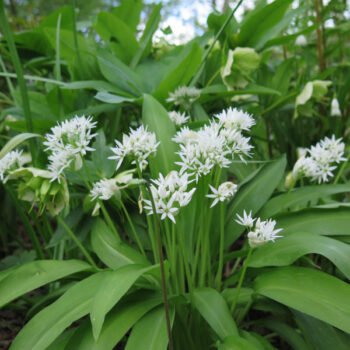 Allium-ursinum-