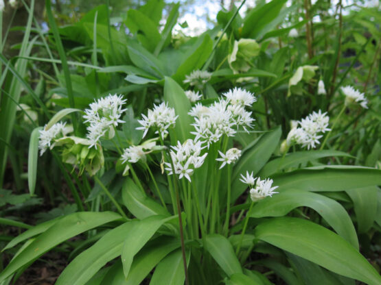 Allium-ursinum-