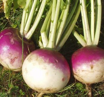 Blanc.globe-a-collet-violet