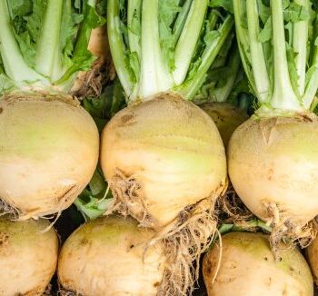 Kålrod Wilhelmsburger