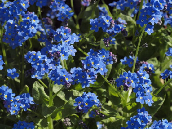 For glem mig ej (Myosotis sylvestris) Forget me not