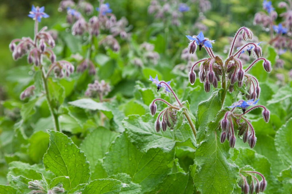 Hjulkrone