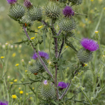 Horsetidsel (Cirsium vulgare)