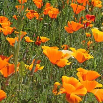 Californisk Guldvallmo