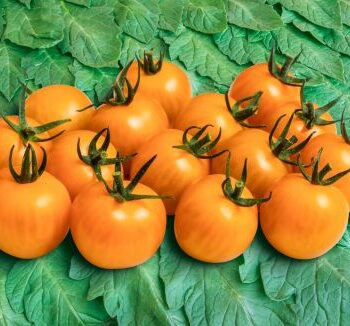 Goldania- Cherrytomat