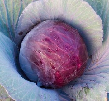 Rødkål "Granat"