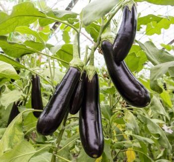 Aubergine De-Barbentane