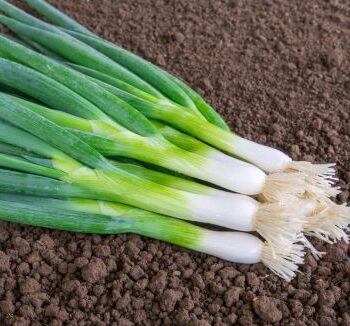 Ischikrona forårsløg