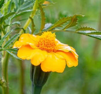 Tagetes Patula Nematode kontrol