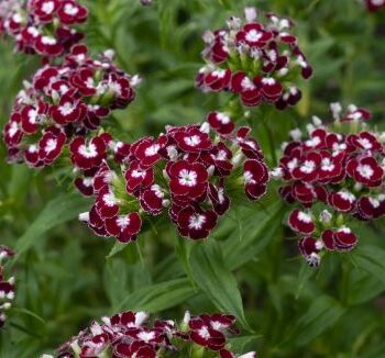 Studenternellike "Chris"