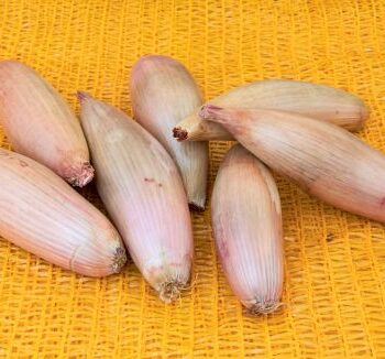 Skalotteloeg-Cuisse-de-Poulet