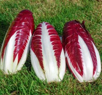 Radicchio 'Treviso" 206 TT' G691