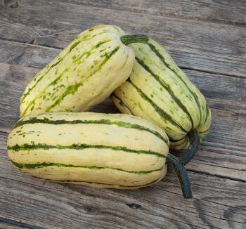 Squash Bush Delicata