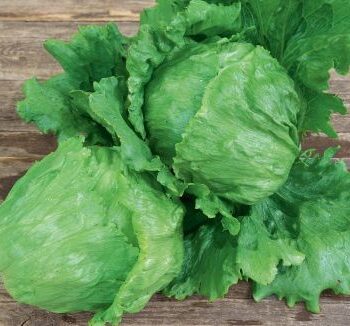 Iceberg salat "Saladin"