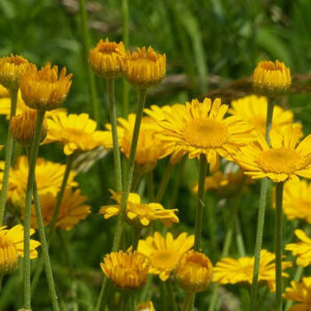 "Farve-Gåseurt "(Anthemis Tinctoria) Vilde Frø